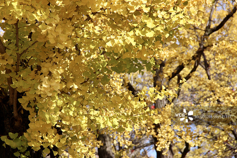 秋天日本京都东本愿寺金黄色银杏树叶特写图片素材