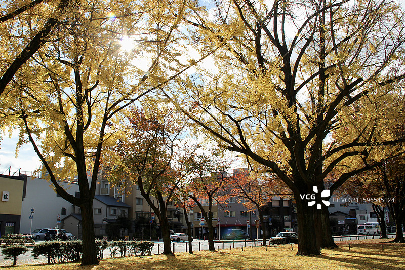 秋天日本京都东本愿寺金黄色银杏树落叶满地自然风景图片素材