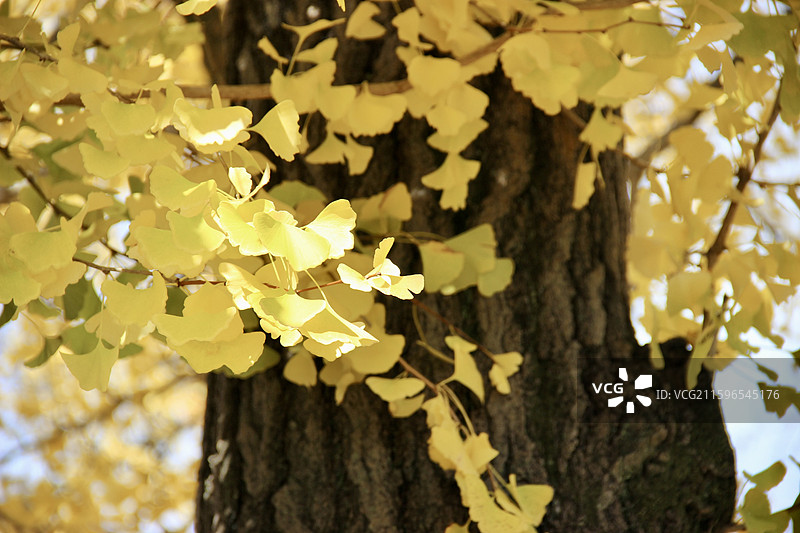 秋天日本京都东本愿寺金黄色银杏树叶特写图片素材