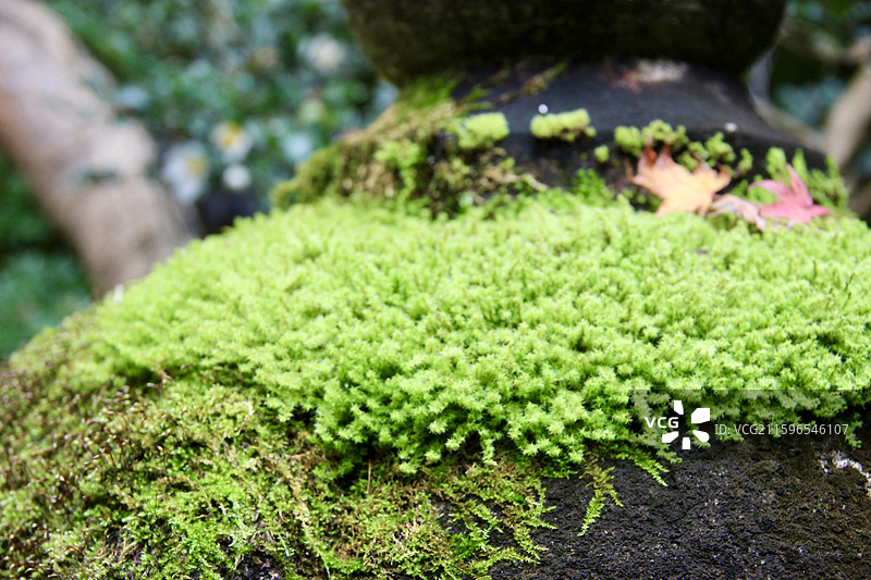 秋天日本京都琉璃光院绿色苔藓特写图片素材