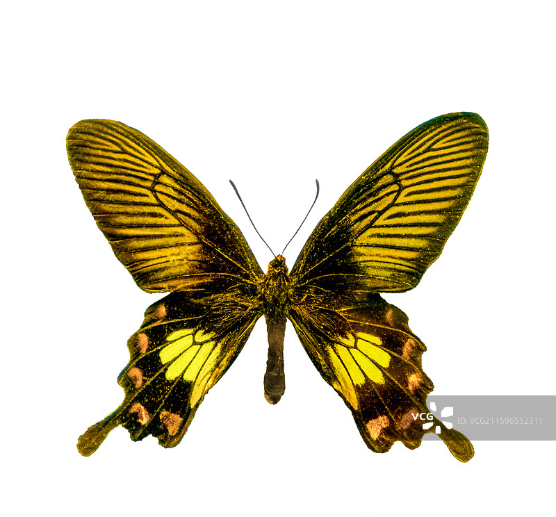 红珠凤蝶标本图片素材