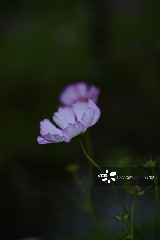 青岛莱西市左家泊村盛开的格桑花图片素材