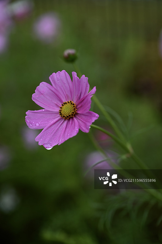 青岛莱西市左家泊村盛开的格桑花图片素材