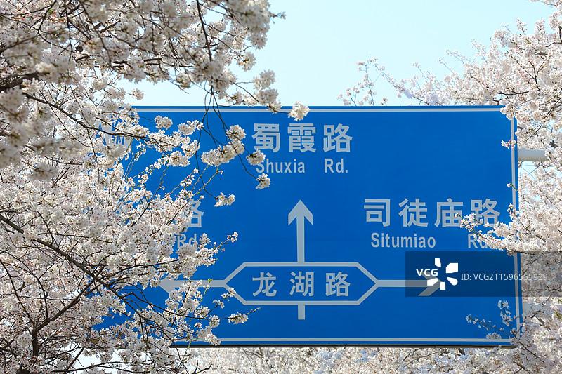 盛开的染井吉野图片素材