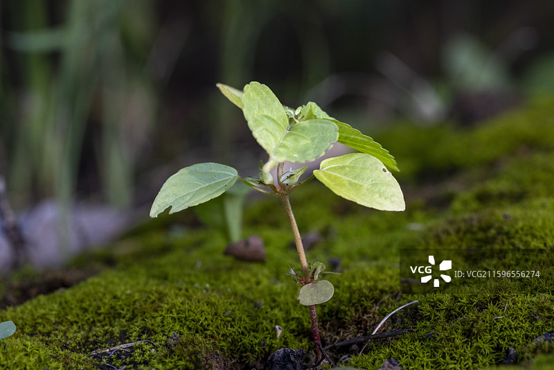小生命图片素材
