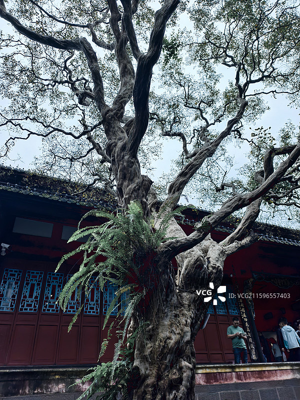 都江堰伏龙观图片素材