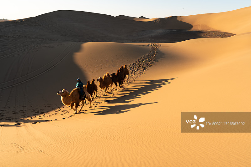 额济纳丹巴吉林沙漠驼队晨光图片素材