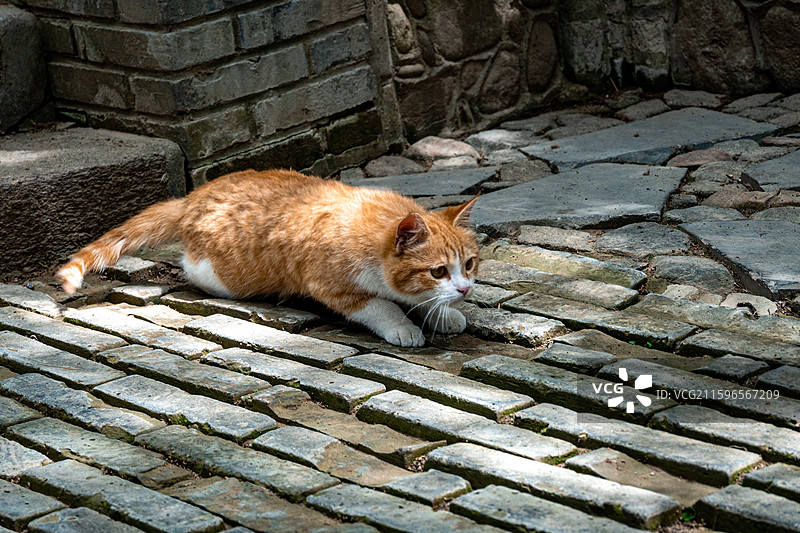 南郭寺橘猫图片素材