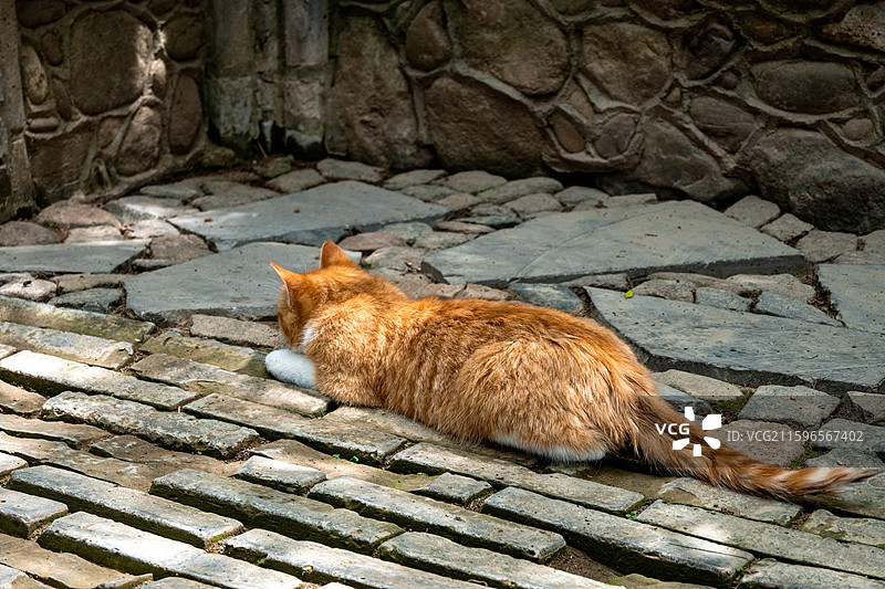 南郭寺橘猫图片素材