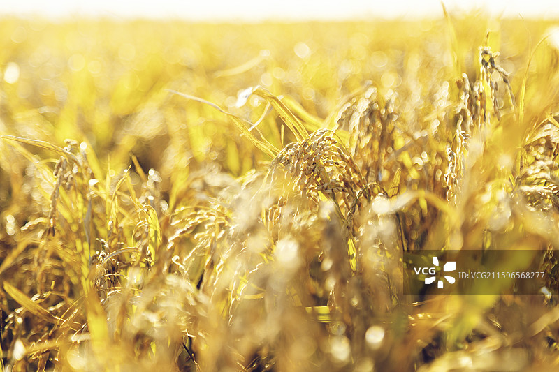 黑龙江富锦水稻图片素材