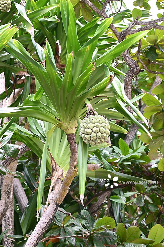 马来西亚浪中岛图片素材