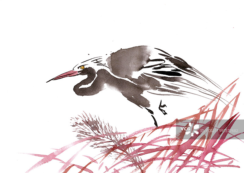 芦苇中的水鸟图片素材