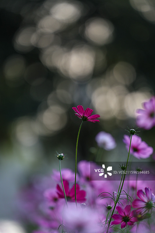 沈阳沈水湾公园格桑花图片素材