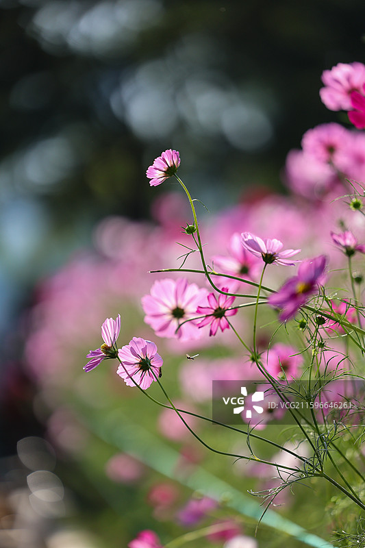 沈阳沈水湾公园格桑花图片素材