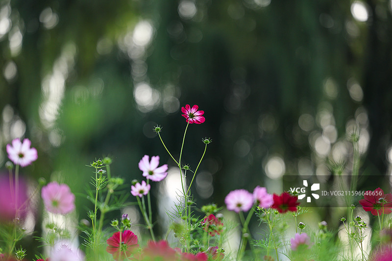 沈阳沈水湾公园格桑花图片素材