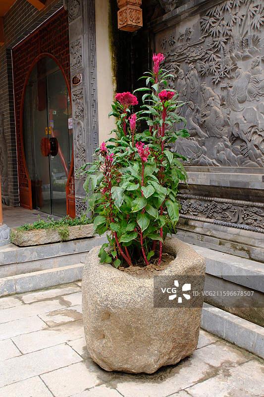 石头花坛。老石槽花盆。雕刻。鲜花种植。鸡冠花。城堡图片素材