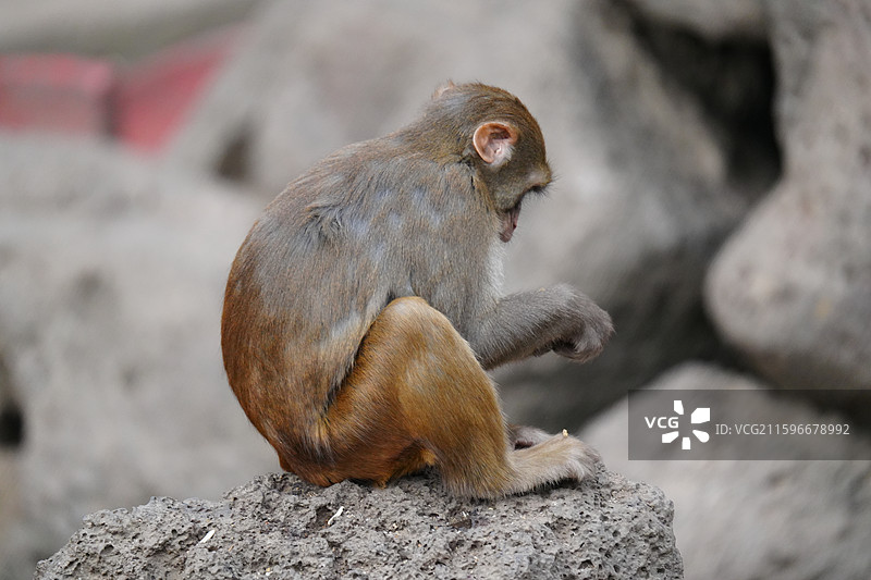 猕猴，也叫恒河猴图片素材