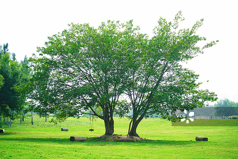 咸阳钓鱼台公园大树草地图片素材