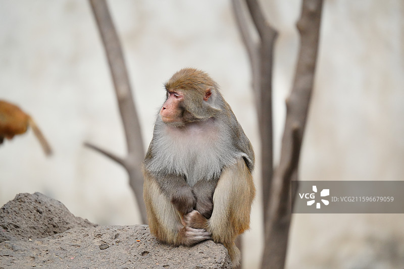 猕猴，也叫恒河猴图片素材