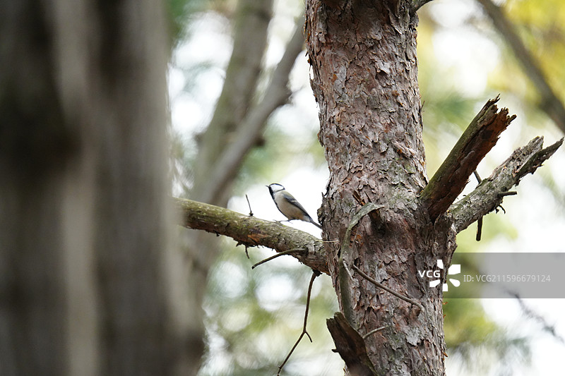 森林 ，大山雀，雀形目 山雀科 山雀属 白脸 黑纹 活泼 食虫 杂食 山林 公园 群居 鸣禽图片素材