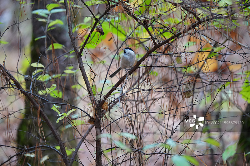 森林 ，大山雀，雀形目 山雀科 山雀属 白脸 黑纹 活泼 食虫 杂食 山林 公园 群居 鸣禽图片素材
