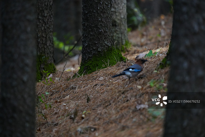 松鸦，森林，小兴安岭，雀形目 鸦科 松鸦属 羽色丰富 蓝斑 山林 杂食 储食 鸣禽 叫声多变 分布广图片素材