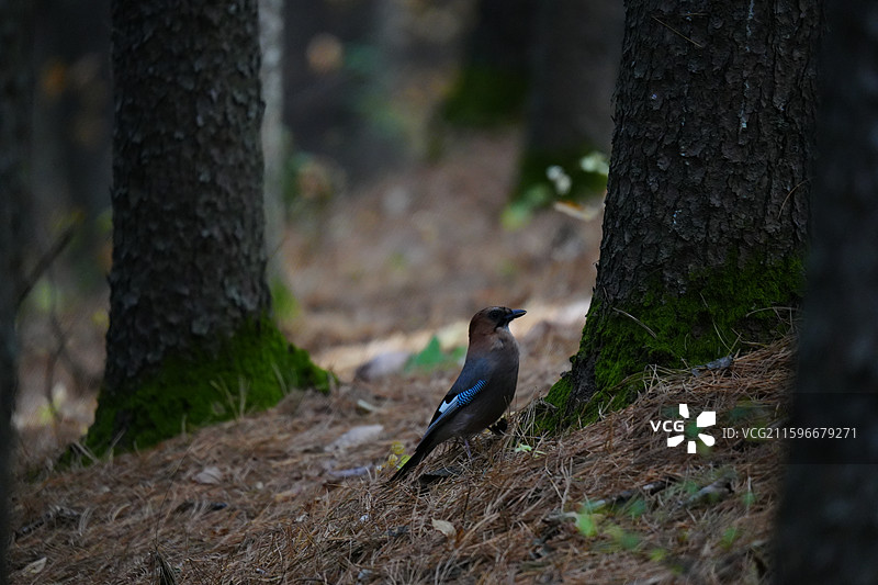 松鸦，森林，小兴安岭，雀形目 鸦科 松鸦属 羽色丰富 蓝斑 山林 杂食 储食 鸣禽 叫声多变 分布广图片素材