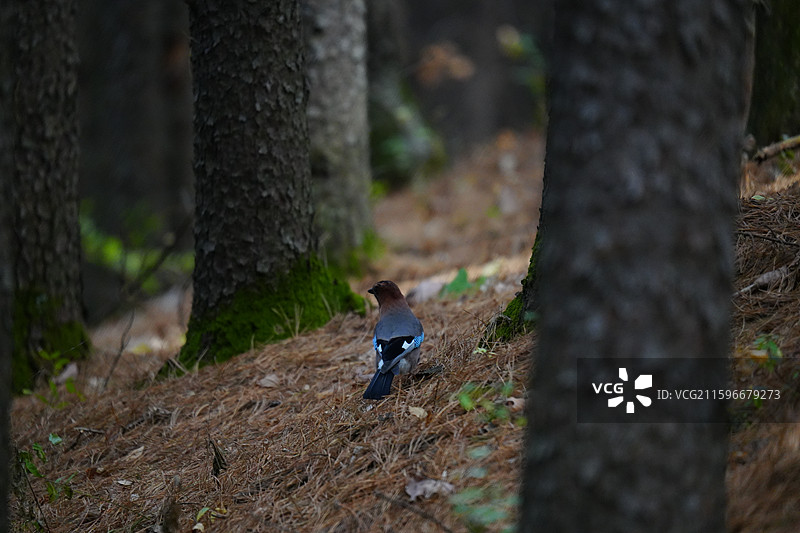 松鸦，森林，小兴安岭，雀形目 鸦科 松鸦属 羽色丰富 蓝斑 山林 杂食 储食 鸣禽 叫声多变 分布广图片素材