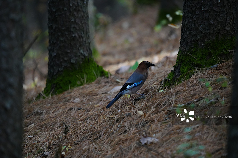 松鸦，森林，小兴安岭，雀形目 鸦科 松鸦属 羽色丰富 蓝斑 山林 杂食 储食 鸣禽 叫声多变 分布广图片素材