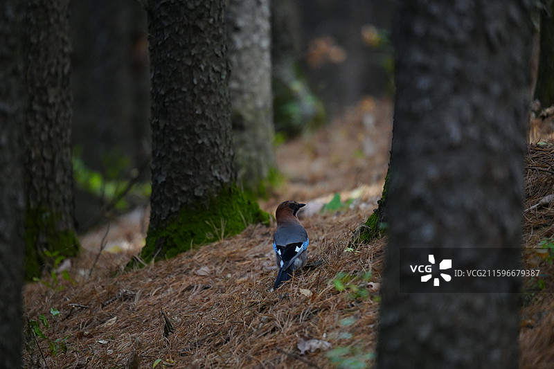 松鸦，森林，小兴安岭，雀形目 鸦科 松鸦属 羽色丰富 蓝斑 山林 杂食 储食 鸣禽 叫声多变 分布广图片素材