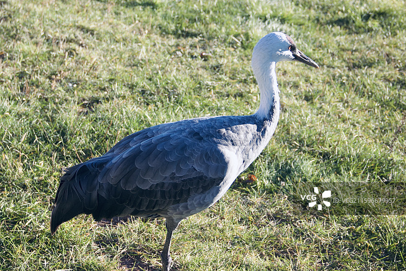 白头鹤 锅鹤 玄鹤 鹤形目 鹤科 鹤属 白头 黑颈 灰身 涉禽 大型鸟类 迁徙 湿地 濒危物种图片素材