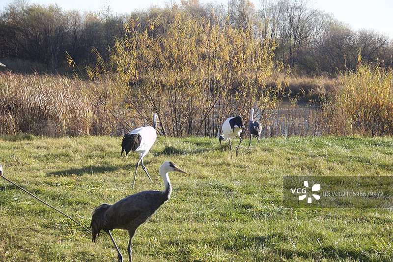 白头鹤 锅鹤 玄鹤 鹤形目 鹤科 鹤属 白头 黑颈 灰身 涉禽 大型鸟类 迁徙 湿地 濒危物种图片素材