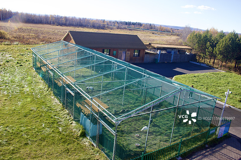 白头鹤 锅鹤 玄鹤 鹤形目 鹤科 鹤属 白头 黑颈 灰身 涉禽 大型鸟类 迁徙 湿地 濒危物种图片素材