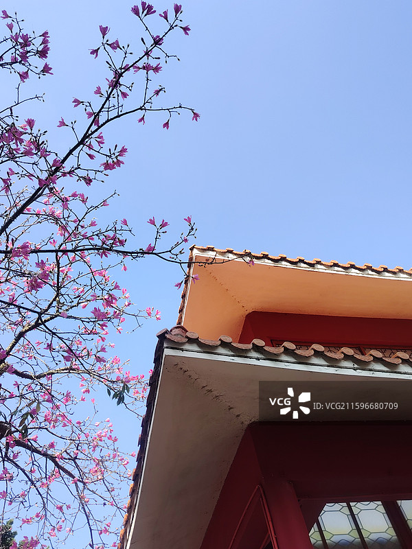 秋天的美丽异木棉开在屋檐傍5图片素材