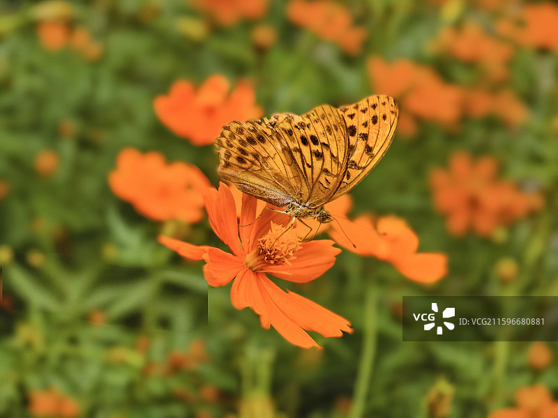 蝶恋花图片素材