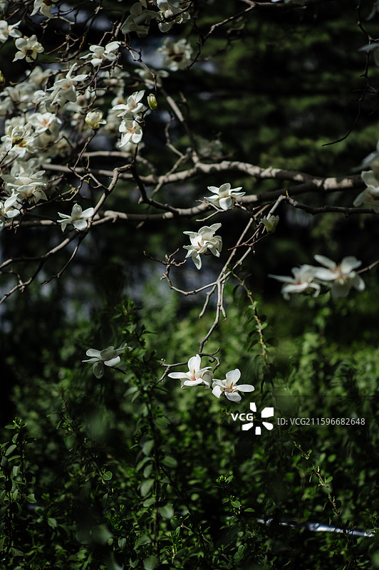 北京航空航天大学的白玉兰图片素材