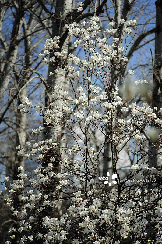 北京航空航天大学的白玉兰图片素材
