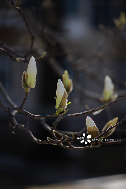 北京航空航天大学的白玉兰图片素材