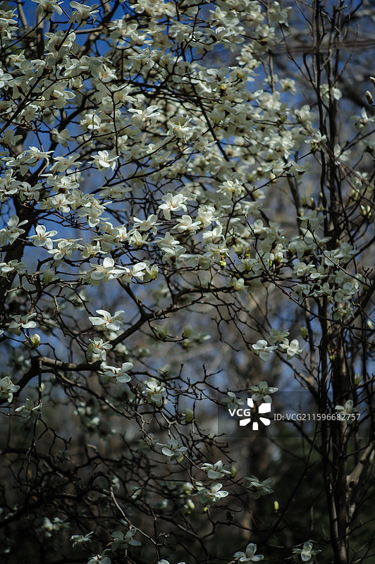 北京航空航天大学的白玉兰图片素材