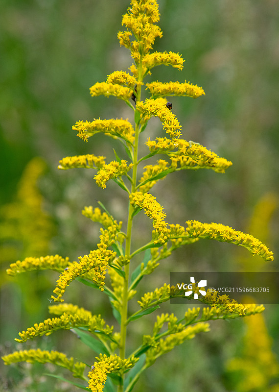 加拿大一枝黄花图片素材