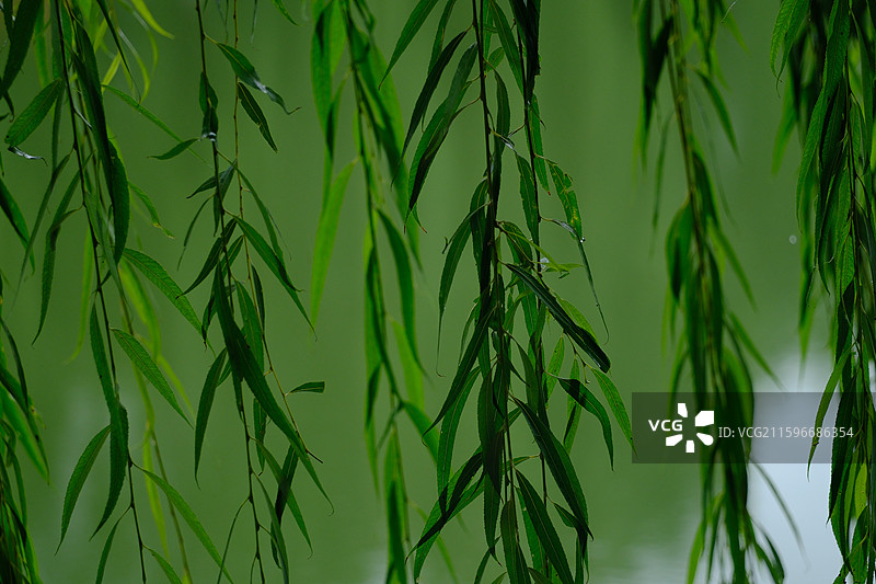 下雨天清新的垂柳。雨水滴。湿漉漉。清新绿色背景图设计素材图片素材