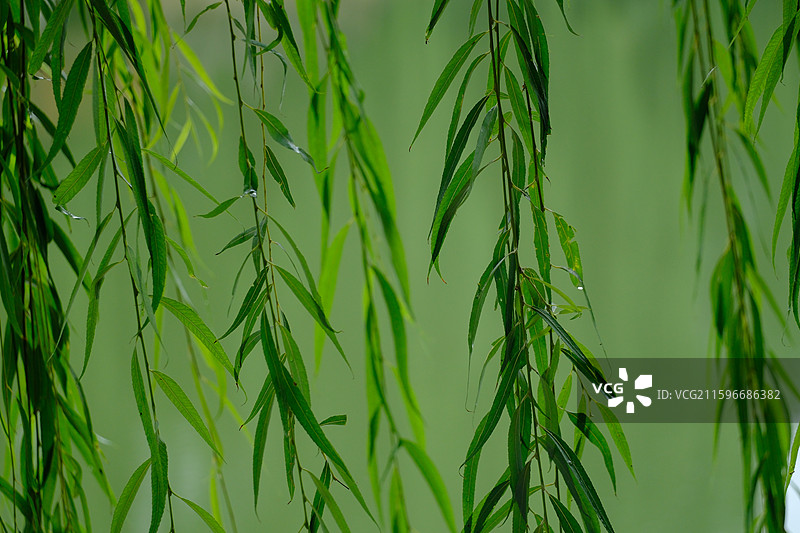 下雨天清新的垂柳。雨水滴。湿漉漉。清新绿色背景图设计素材图片素材