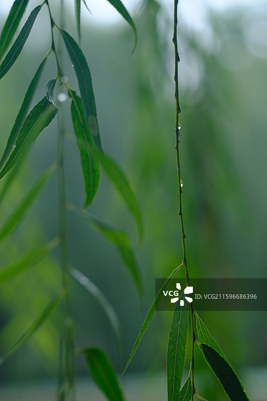 下雨天清新的垂柳。雨水滴。湿漉漉。清新绿色背景图设计素材图片素材