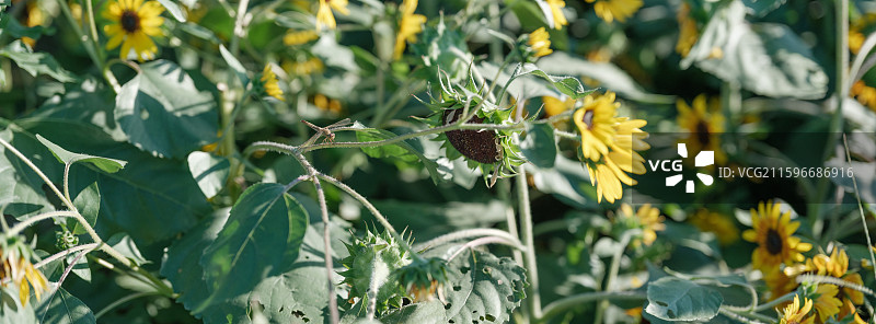 向日葵 晴天 拈花湾 植物 自然风景图片素材
