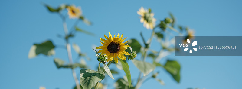 向日葵 晴天 拈花湾 植物 自然风景图片素材