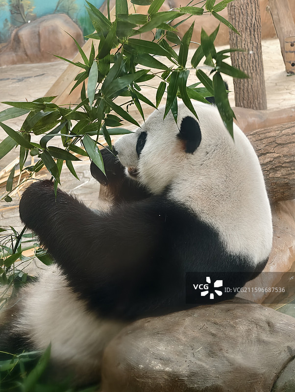 南宁动物园熊猫图片素材