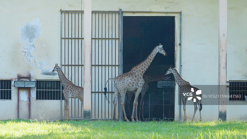 南宁动物园长颈鹿图片素材