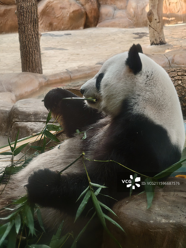 南宁动物园熊猫图片素材