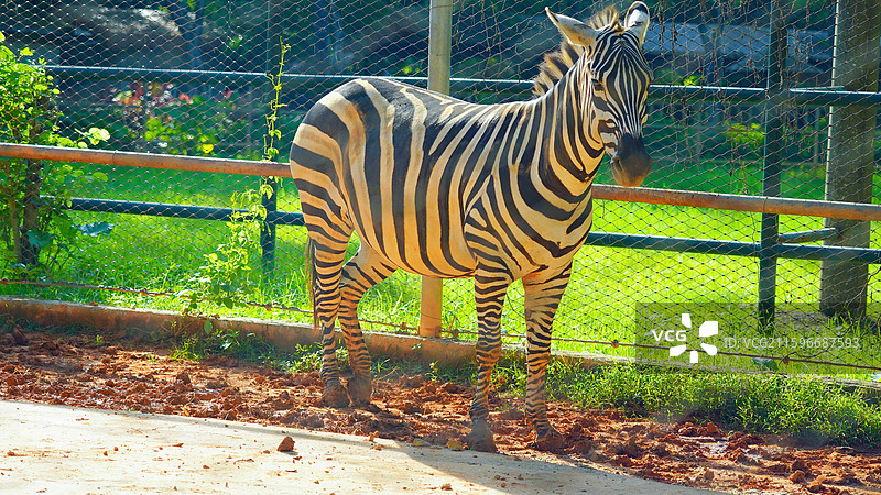 南宁动物园斑马图片素材