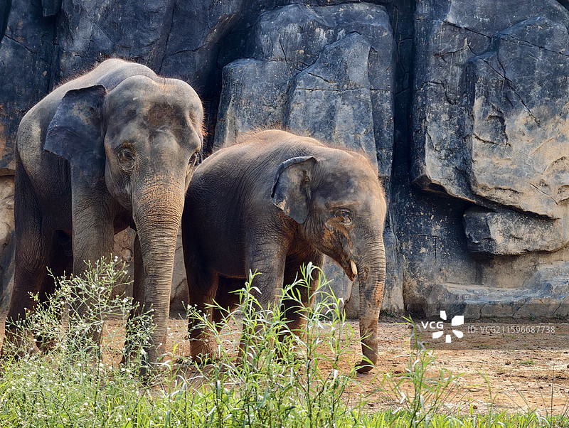 南宁动物园大象图片素材